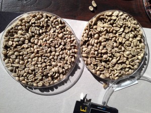 MaragoGype beans vs regular beans