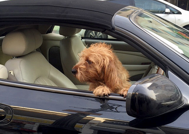 Amber in the Jag - Visiting London with a dog